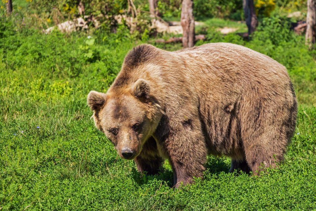 Medveď – Slovanské znamenie – charakteristika
