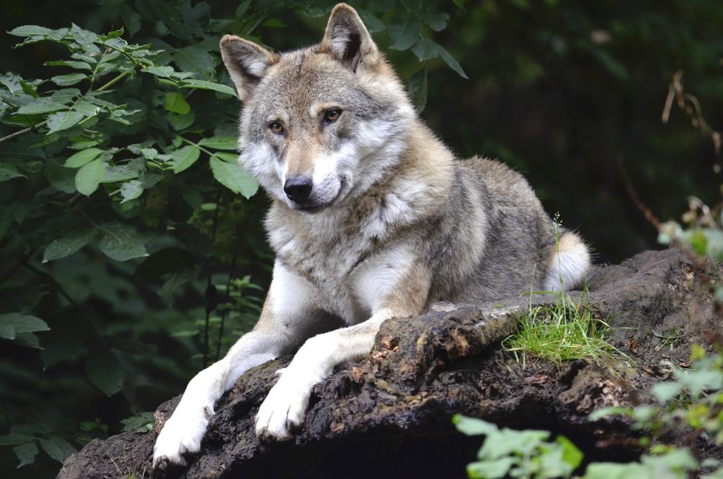 Vlk – Slovanské znamenie – charakteristika