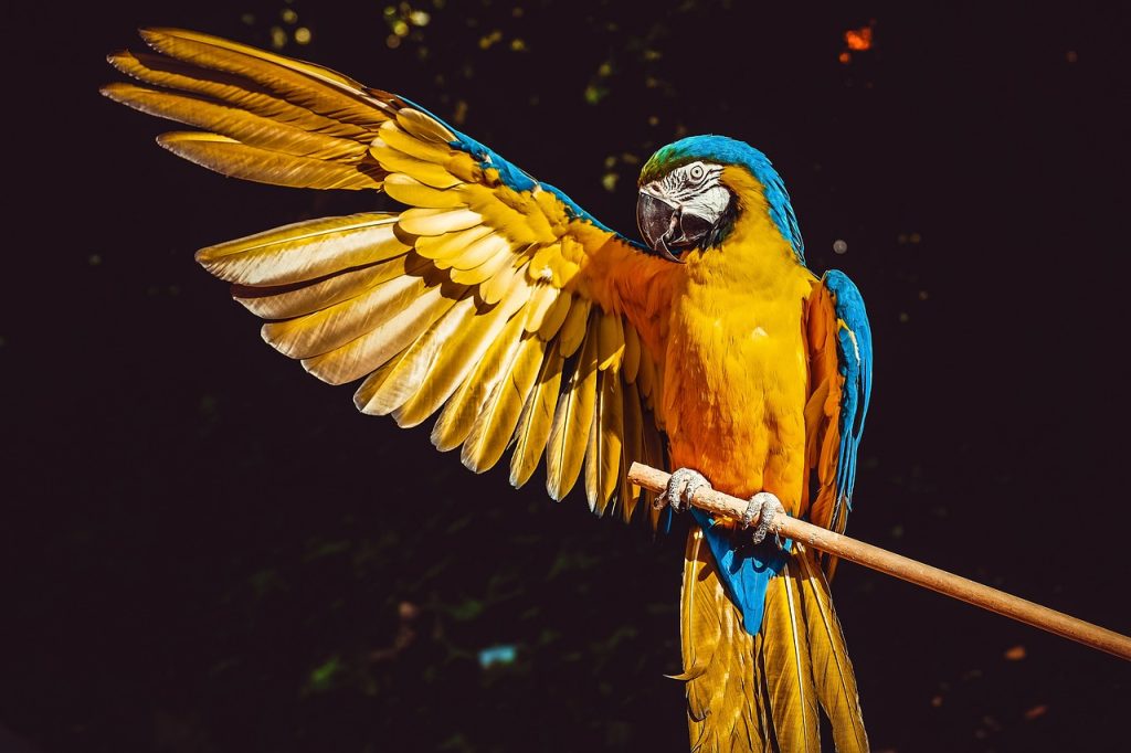Vták – Slovanské znamenie – charakteristika